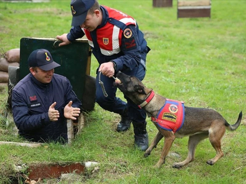 Jandarma Köpekleri 