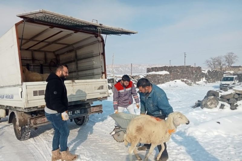 İncesu da vatandaşlarımız depremzedelere yemek yapılması için ahırında bulunan küçükbaş, büyükbaş hayvanlarını Belediye