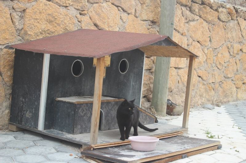 Emirdağ Belediyesi Sokak Hayvanları Gününde Can Dostlarımızı Unutmadı