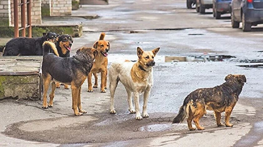 Cumhurbaşkanı