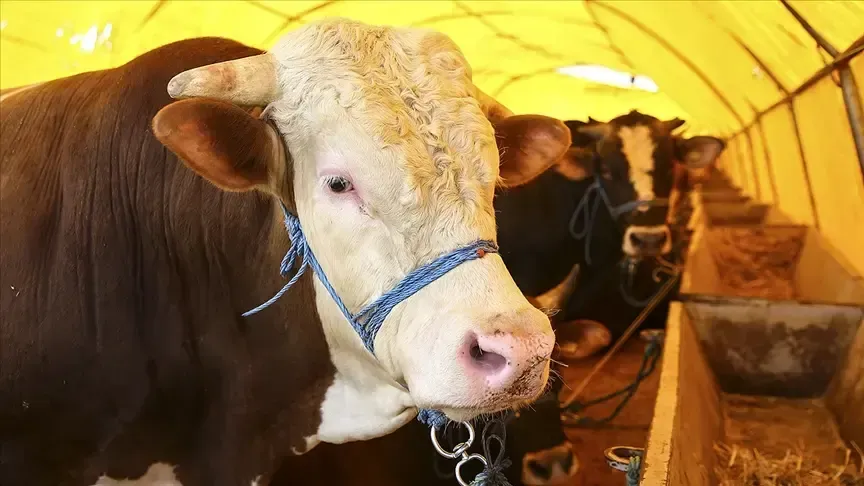 Mavi Dil Virüsü Nedir? Mavi Dil Hastalığı Belirtileri ve Bulaşma Yöntemleri