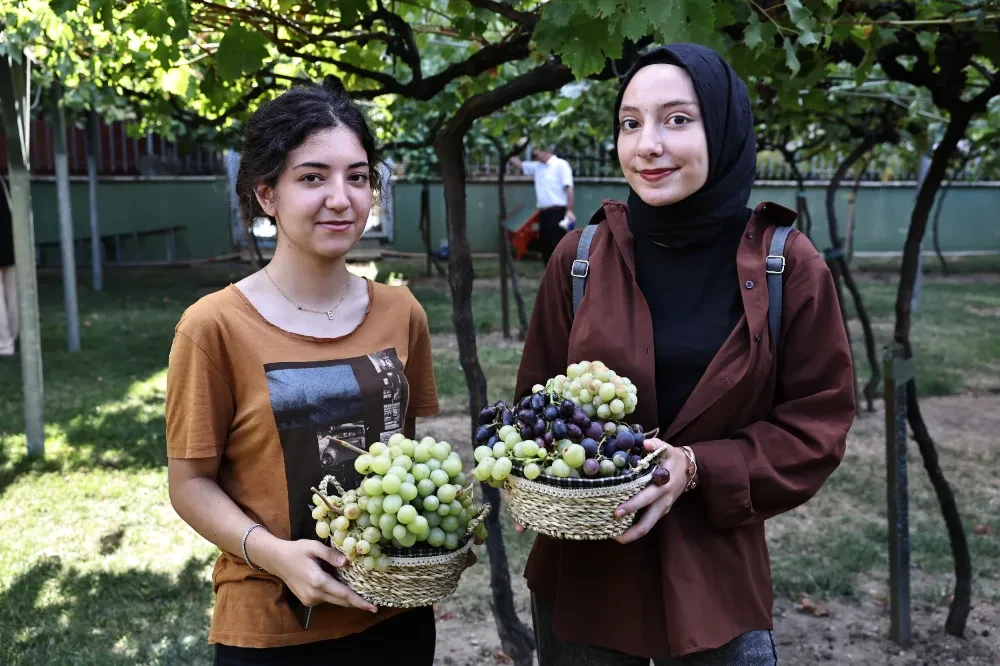 Bağcılar’da Bağ Bozumu Zamanı