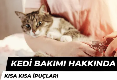 Kediler İçin Doğru Bakım ve Beslenme İpuçları 