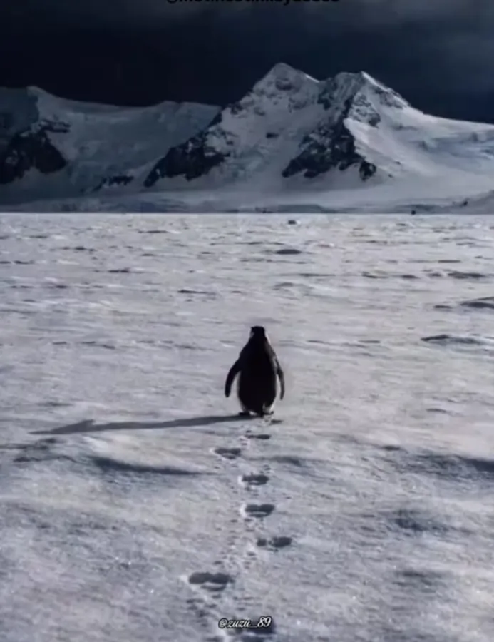 Buzlar üzerinde sürüden ayrılarak ters yöne yürüyen penguen, birey olmanın cesaretini, özgür iradeyi ve kalabalığın dışında kendi yolunu seçmenin sembolünü temsil ediyor.
