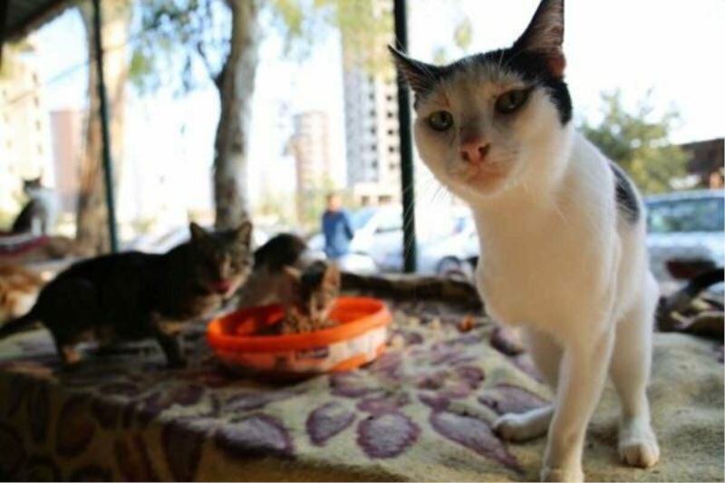 Ankara Belediyesine ait hayvan bakimevinde kedi katliami iddias